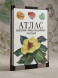 Бактерии, грибы, лишайники, растения : атлас